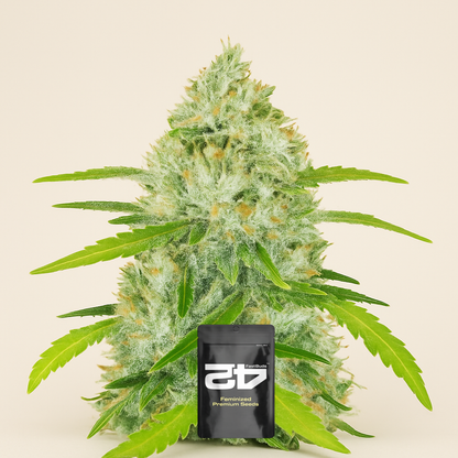 Original Auto Chemdawg (Fast Buds) Cannabis-Samen