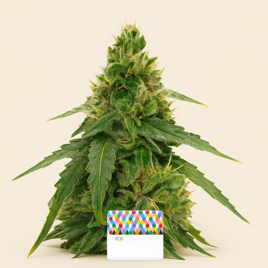 Gorilla Purple Autoflower feminisierte Samen (EGS)