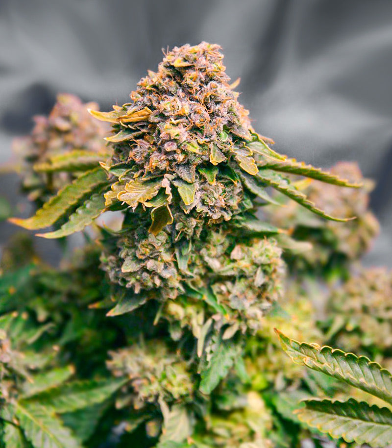 Grand Daddy Purple Fast Version Cannabispflanze – EGS, Foto 2