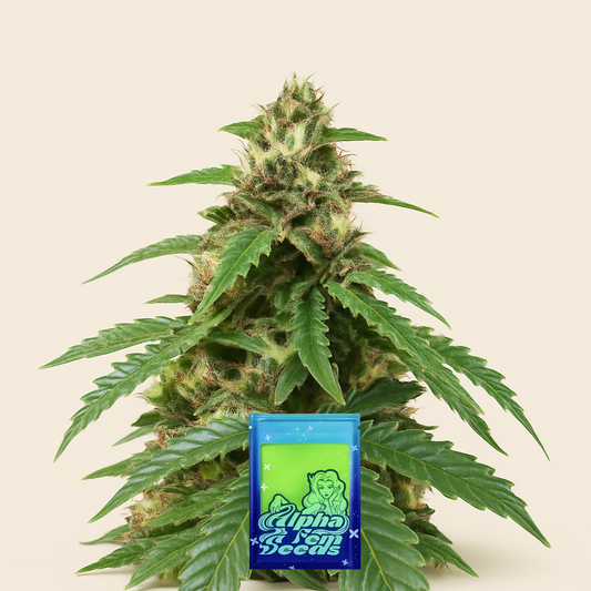 Roze Runtz feminisierte Samen (AlphaFem Seeds)