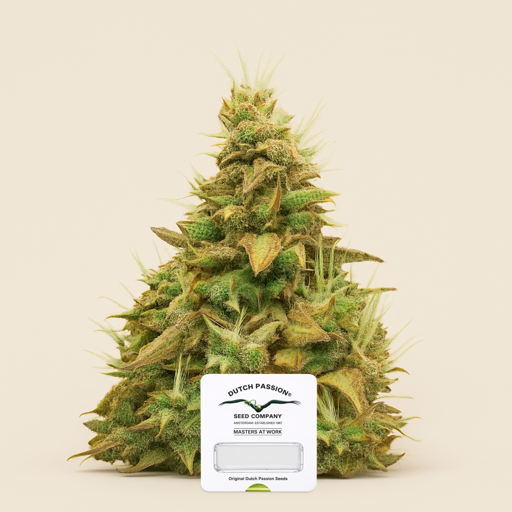 Think Different Auto (Dutch Passion) Cannabis-Samen