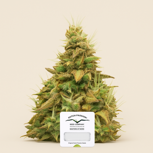 Think Different Auto (Dutch Passion) Cannabis-Samen