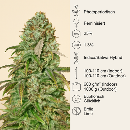 Liberty Haze (Barney's Farm) Cannabis-Samen