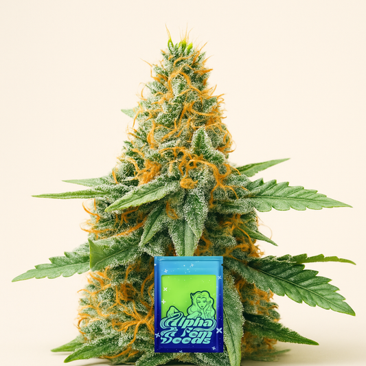 AFS Princess feminisierte Samen (AlphaFem Seeds)