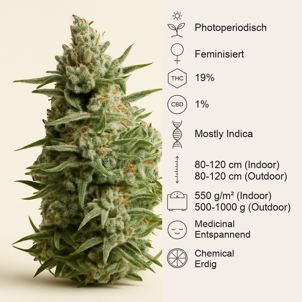 Anesthesia (Pyramid Seeds) Cannabis-Samen