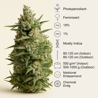 Anesthesia (Pyramid Seeds) Cannabis-Samen