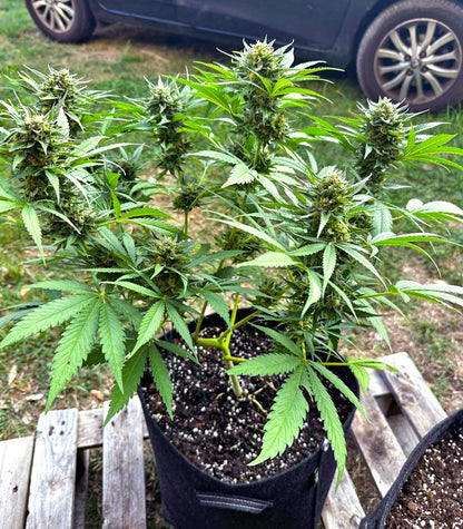Purple Lemonade Fast Flowering Cannabispflanze – Fast Buds, Foto 2