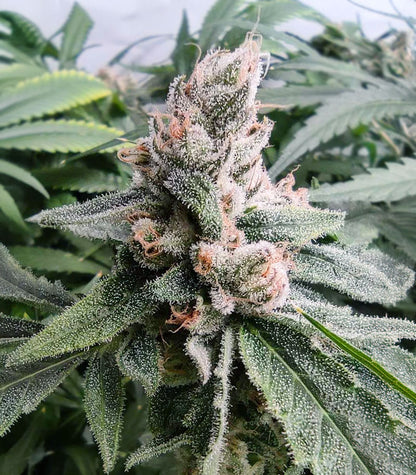 Critical Daddy Cannabispflanze – Blimburn Seeds, Foto 6