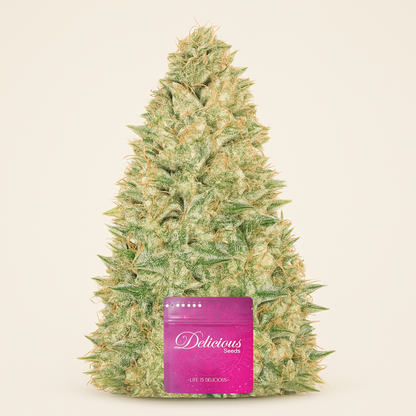 Black Russian (Delicious Seeds) Cannabis-Samen