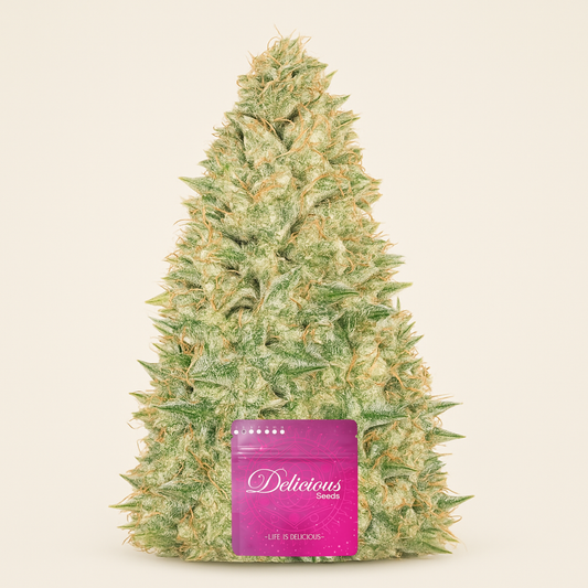 Black Russian (Delicious Seeds) Cannabis-Samen