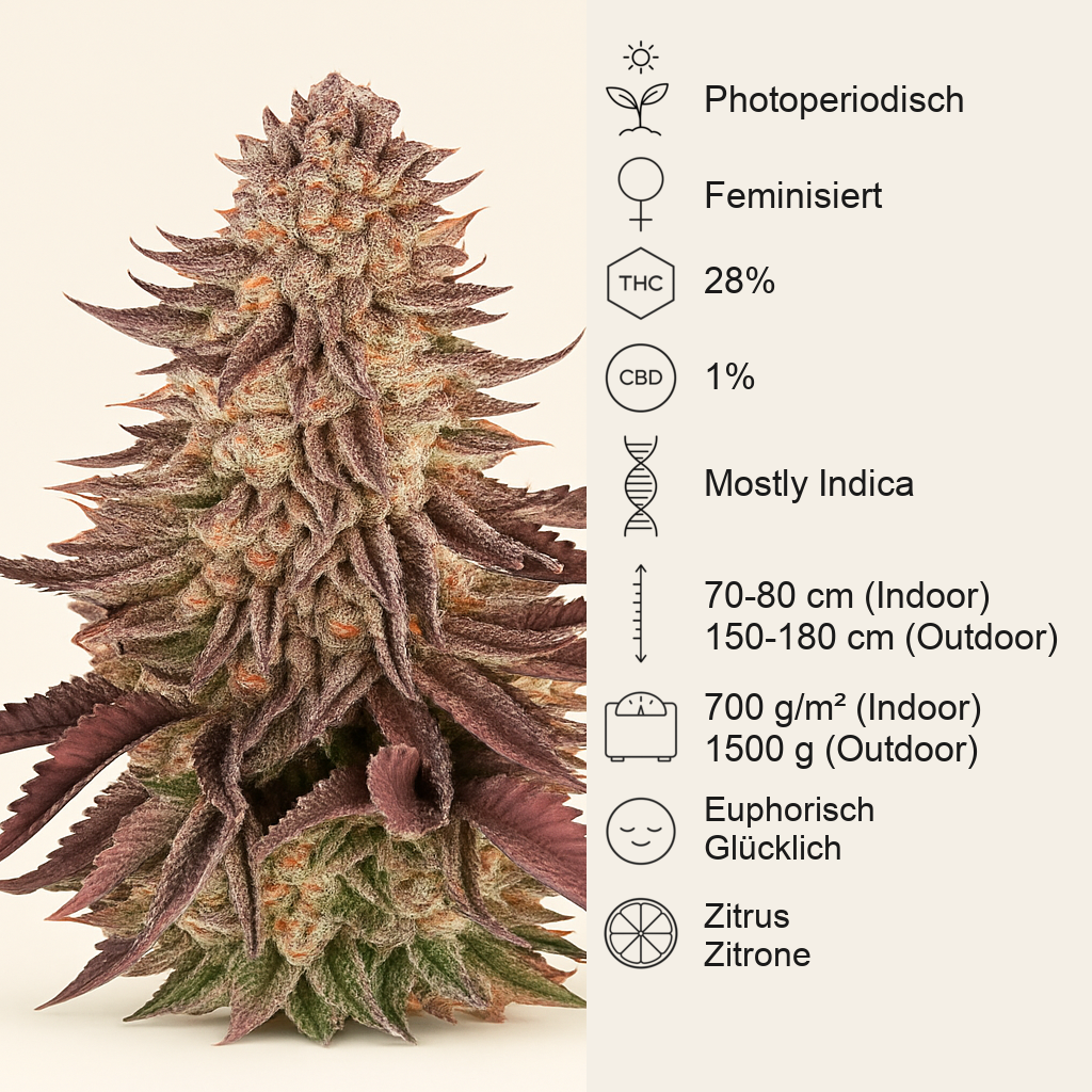 Mimosa x Orange Punch feminisierte Samen (Barney’s Farm)