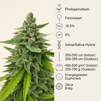 Passion #1 (Dutch Passion) Cannabis-Samen