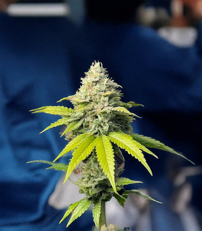 Florida Sunrise Autoflower Cannabispflanze – Seedkeepers, Foto 1
