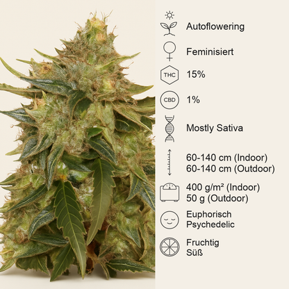Auto American Pie (Pyramid Seeds) Cannabis-Samen