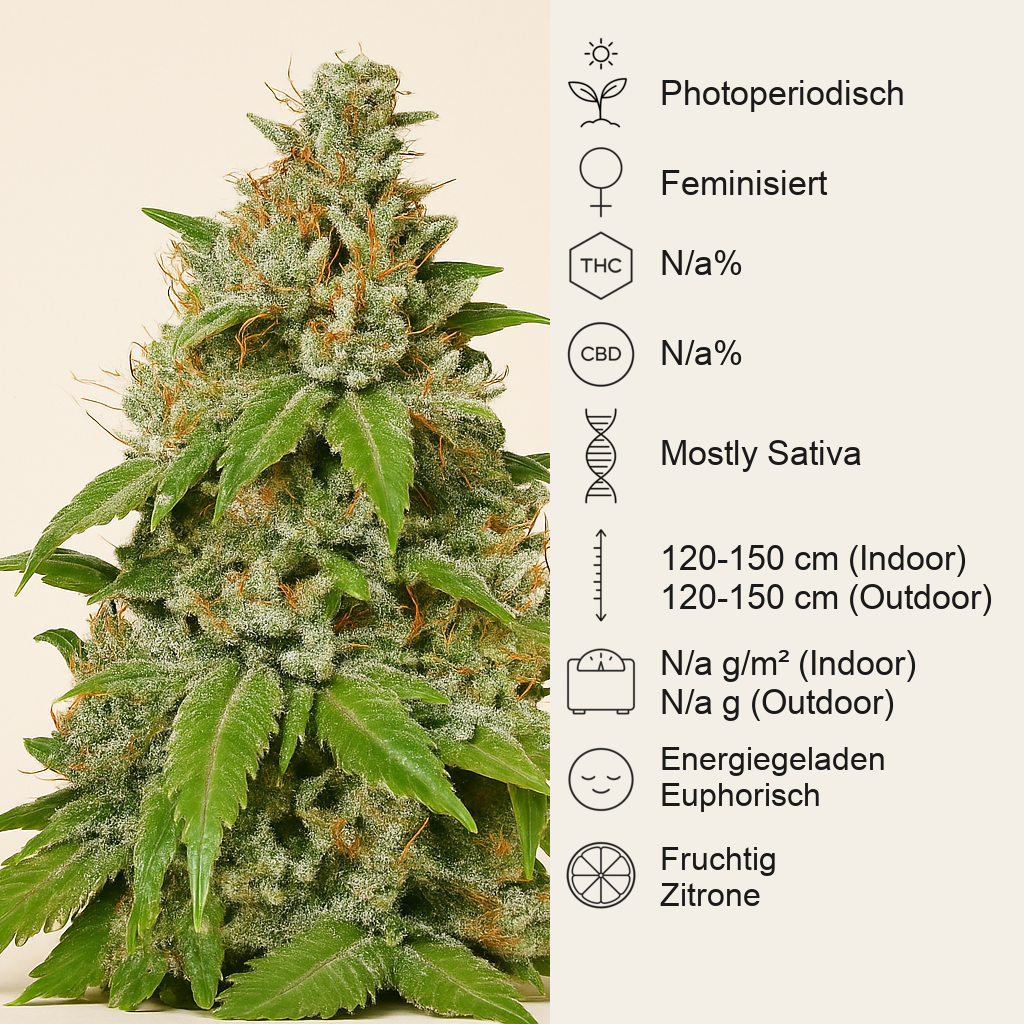 Durban (Sensi Seeds) Cannabis-Samen
