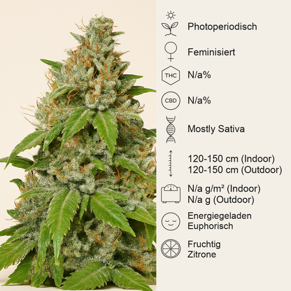 Durban (Sensi Seeds) Cannabis-Samen