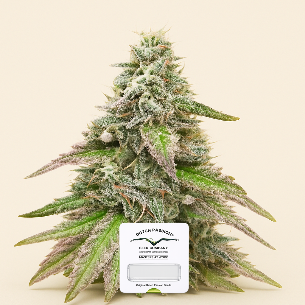 Sugar Bomb Punch (Dutch Passion) Cannabis-Samen