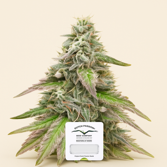 Sugar Bomb Punch (Dutch Passion) Cannabis-Samen