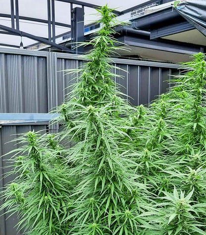 Blueberry Hill Cannabispflanze – Herbies Seeds, Foto 1