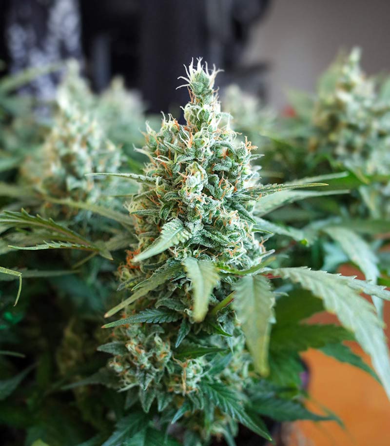 Godzilla Original Glue GG#4 Auto Cannabispflanze – Herbies Seeds, Foto 2