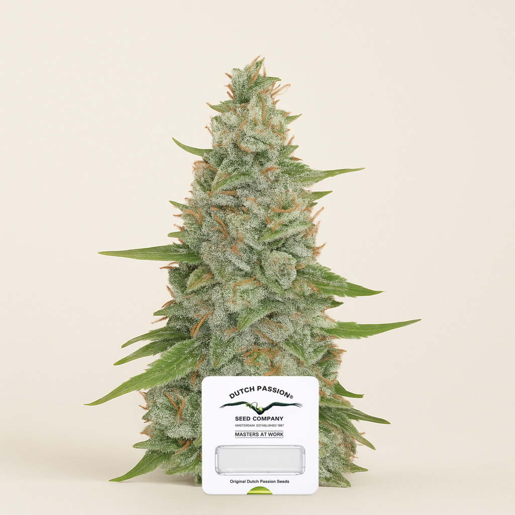 Meringue (Dutch Passion) Cannabis-Samen