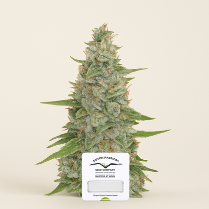Meringue (Dutch Passion) Cannabis-Samen
