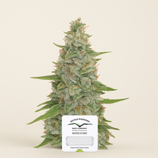 Meringue (Dutch Passion) Cannabis-Samen