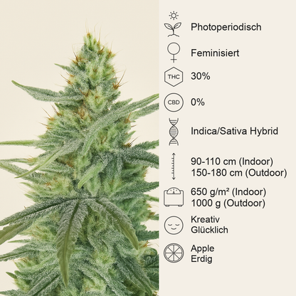 Apple Fritter feminisierte Samen (Barney's Farm)