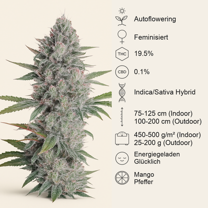 Mango OG Auto Samen feminisiert (Humboldt Seeds Organization)