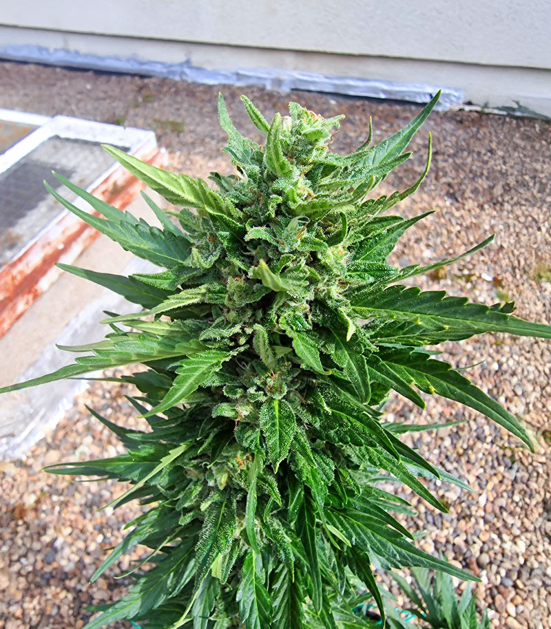 Papaya Cookies Auto Cannabispflanze – Fast Buds, Foto 3