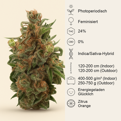 Californian Orange (Dutch Passion) Cannabis-Samen