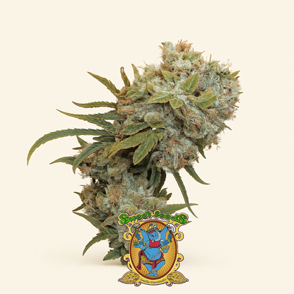 Cream 47 (Sweet Seeds) Cannabis-Samen