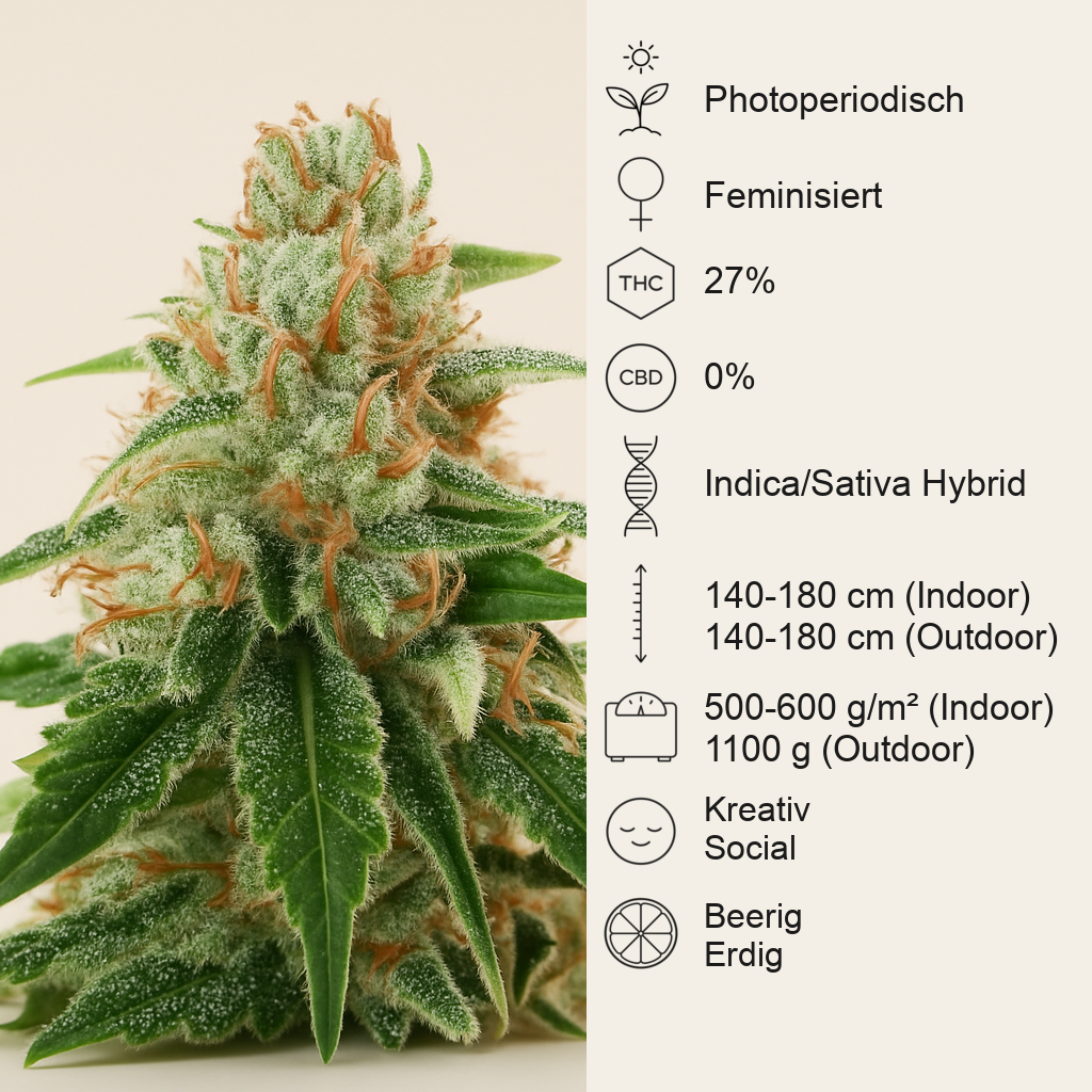 Gorilla Melon feminisierte Samen (Fast Buds)