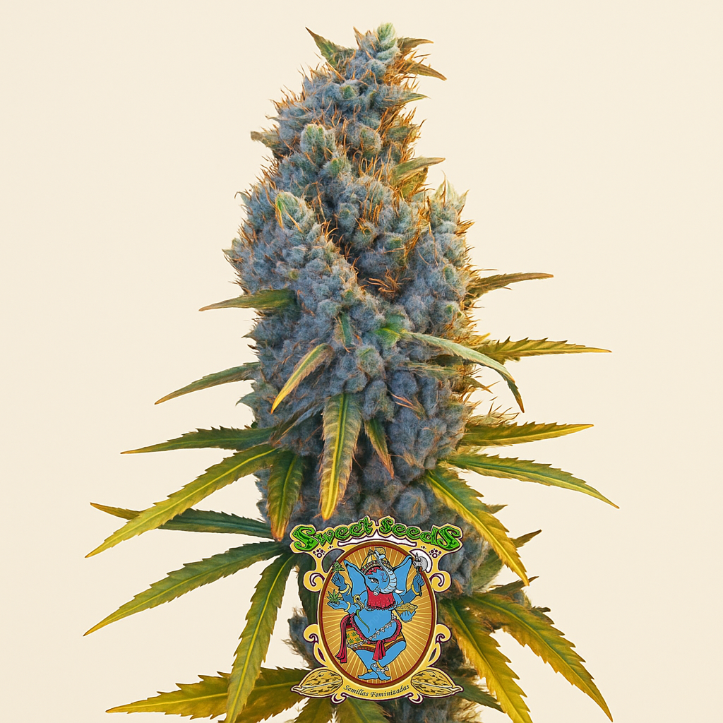 Cream Caramel F1 Fast Version (Sweet Seeds)