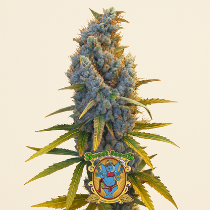 Cream Caramel F1 Fast Version (Sweet Seeds)