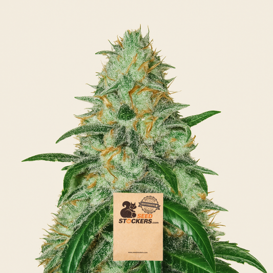 Bruce Banner feminisierte Samen (Seedstockers)