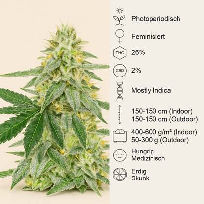 Different GG#4 feminisierte Samen (AlphaFem Seeds)