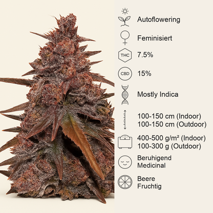 CBD Auto Blackberry Kush (Dutch Passion)