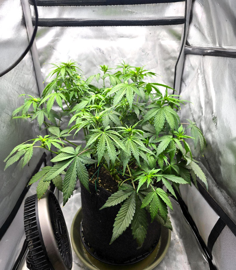 Papaya Cookies Auto Cannabispflanze – Fast Buds, Foto 4