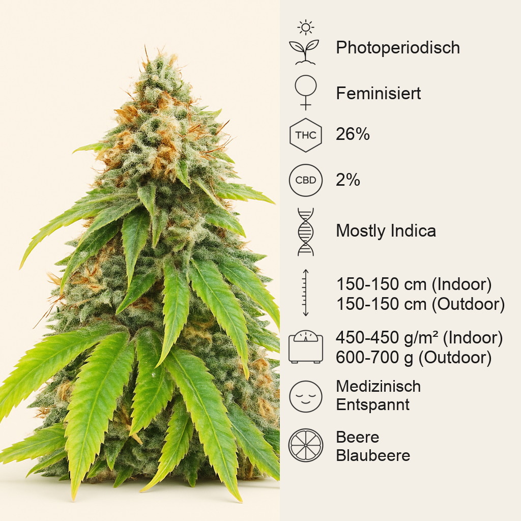 Blueberry OG feminisierte Samen (AlphaFem Seeds)