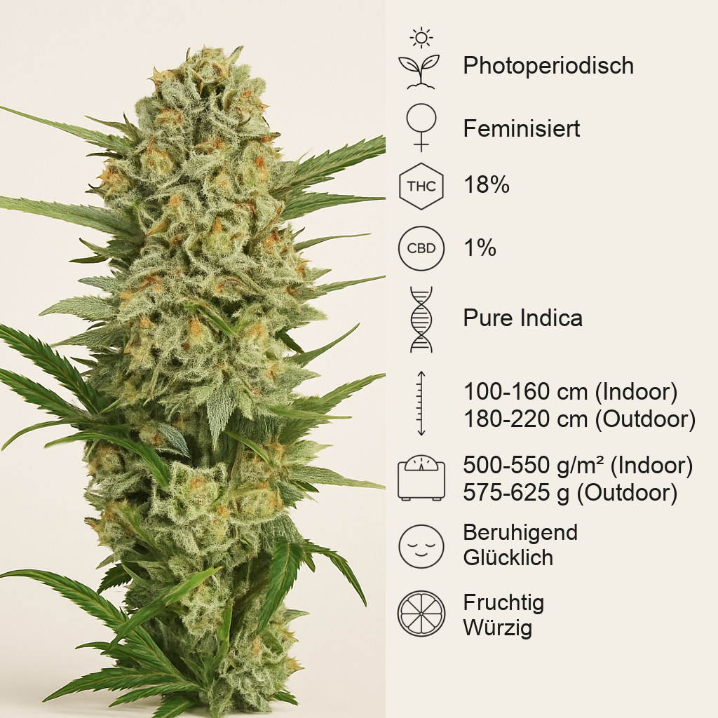 Northern Light (RQS) Cannabis-Samen