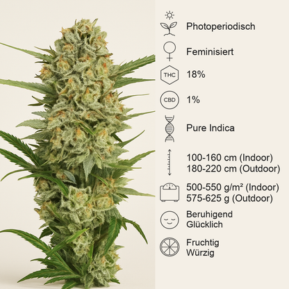 Northern Light (RQS) Cannabis-Samen