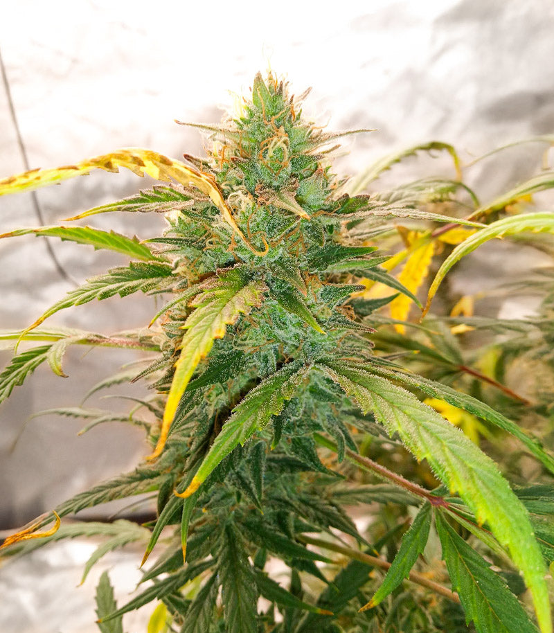 Special Queen 1 Auto Cannabispflanze – Royal Queen Seeds, Foto 4