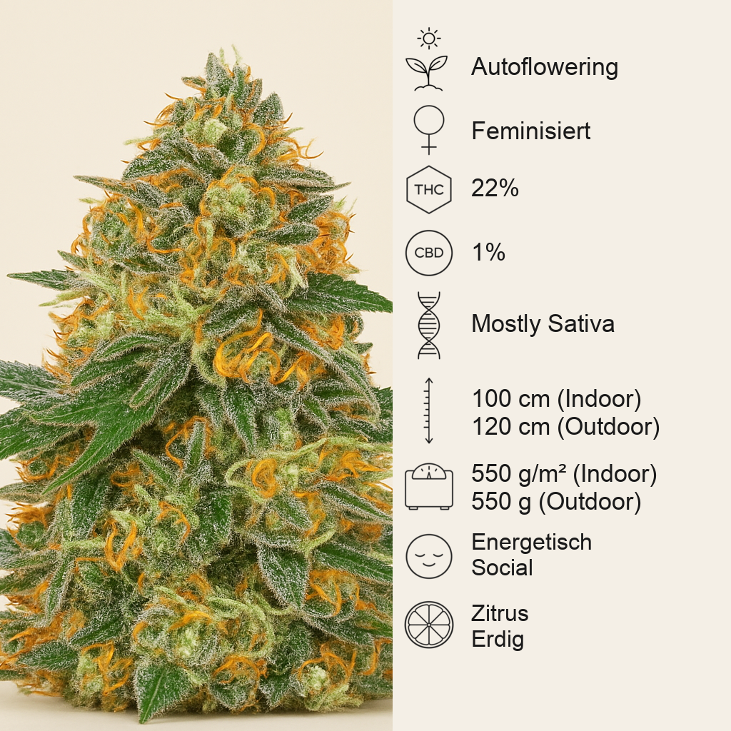 Moby Dick Auto Samen feminisiert (Barney's Farm)