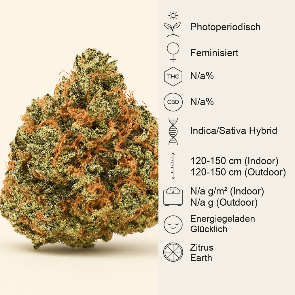 Sensi #32 (Sensi Seeds) Cannabis-Samen