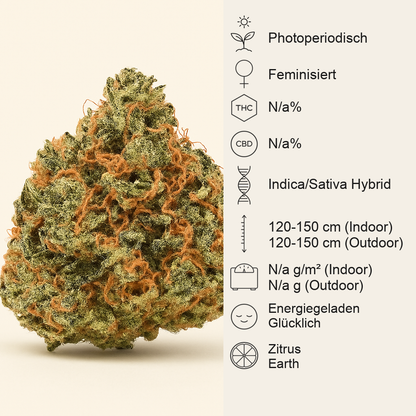 Sensi #32 (Sensi Seeds) Cannabis-Samen