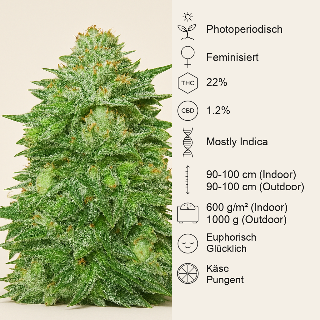 Triple Cheese (Barney's Farm) Cannabis-Samen