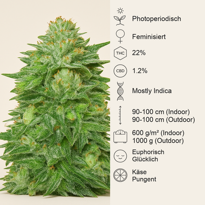 Triple Cheese (Barney's Farm) Cannabis-Samen