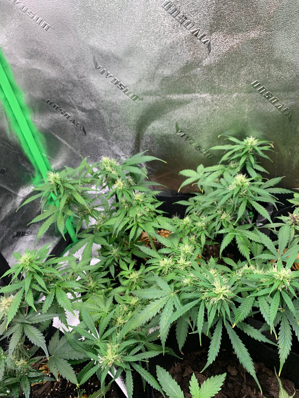 Runtz Auto Cannabispflanze – Barney's Farm, Foto 2