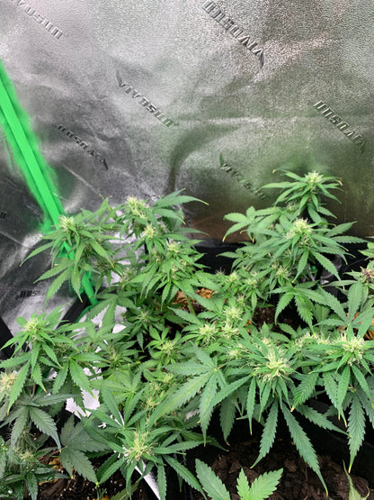 Runtz Auto Cannabispflanze – Barney's Farm, Foto 2